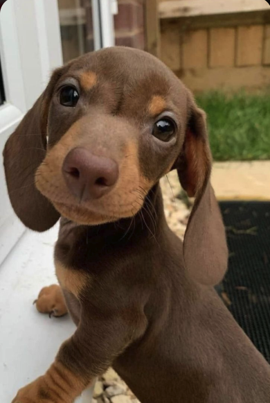 Bassotto (Dachshund)