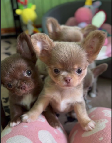 Chihuahua
