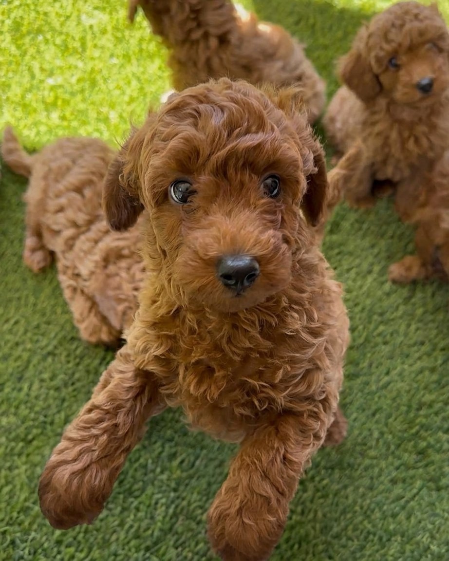 Cucciolo di barboncino toy rosso — disponibile per Valletta, Malta