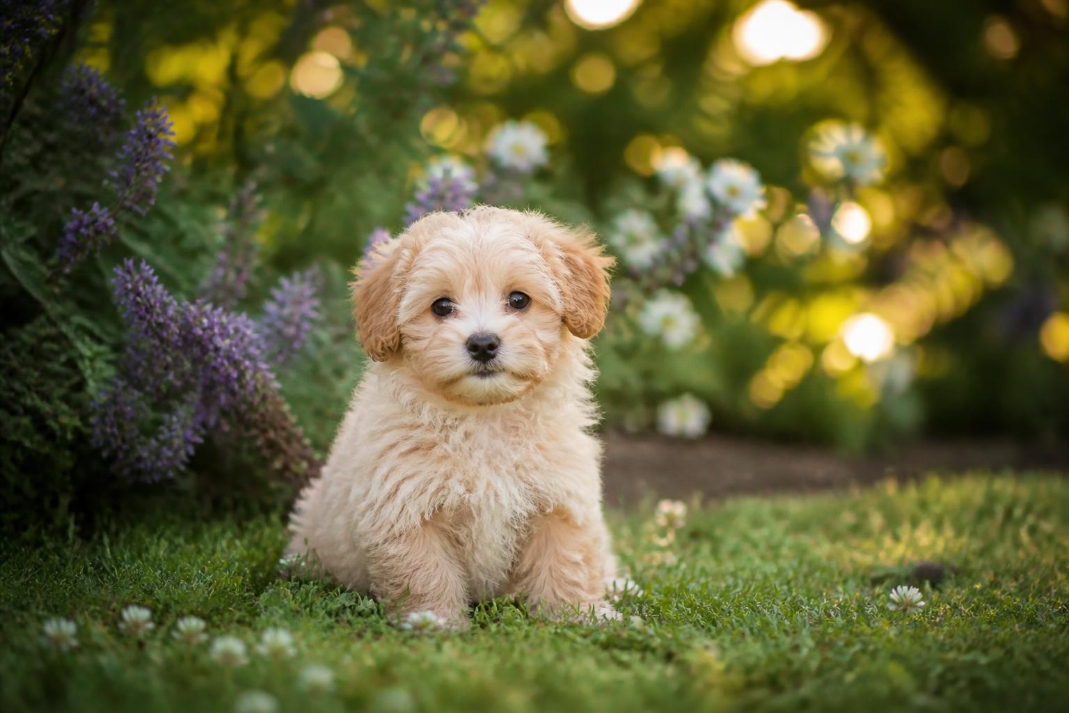 Light-coloured curly-coated puppy sitting on grass