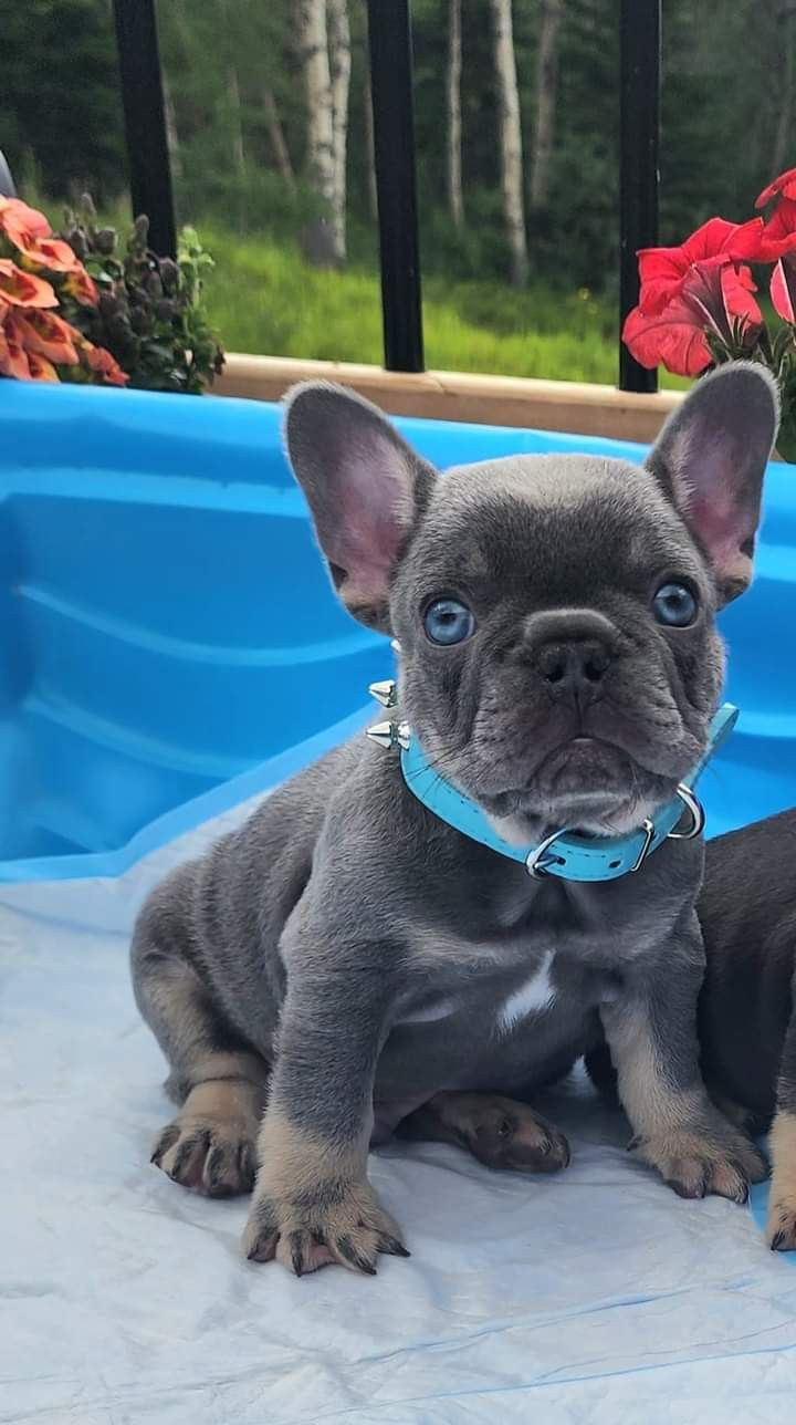 French Bulldog