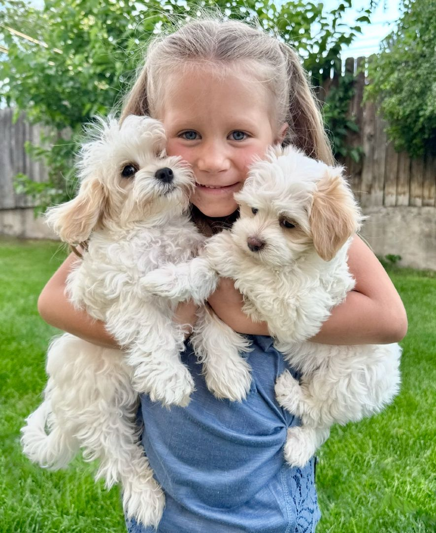Maltipoo