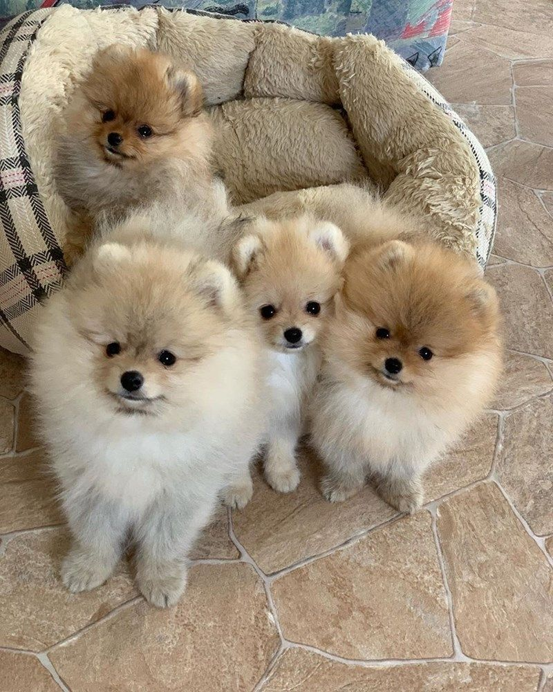 Pomeranian