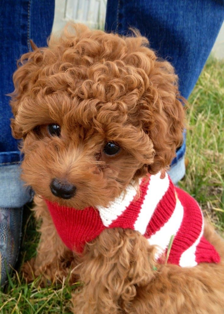 Toy Poodle