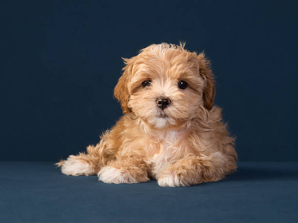 Maltipoo puppy — available for delivery to Malta