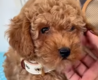 Apricot Toy Poodle puppy wearing a light-coloured collar